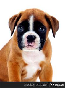 Portrait of a adorable boxer puppy . Portrait of a adorable boxer puppy on a isolated white background