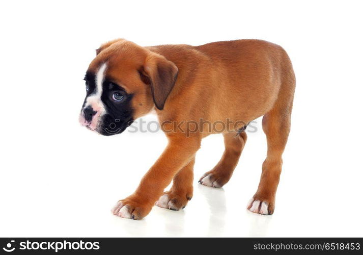 Portrait of a adorable boxer puppy . Portrait of a adorable boxer puppy on a isolated white background