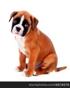 Portrait of a adorable boxer puppy . Portrait of a adorable boxer puppy on a isolated white background