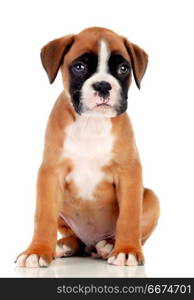 Portrait of a adorable boxer puppy . Portrait of a adorable boxer puppy on a isolated white background