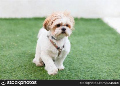 Portrait of a adorable Shih-Tzu dog with a funny face