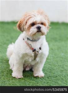 Portrait of a adorable Shih-Tzu dog with a funny face