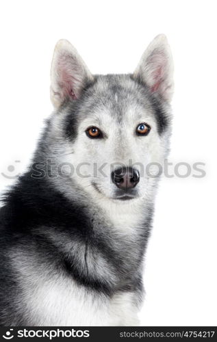 Portrait of a adult Siberian Husky dog isolated on a white background