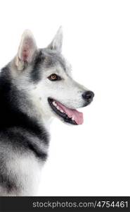 Portrait of a adult Siberian Husky dog isolated on a white background