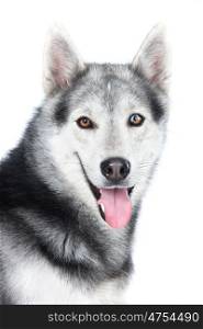 Portrait of a adult Siberian Husky dog isolated on a white background