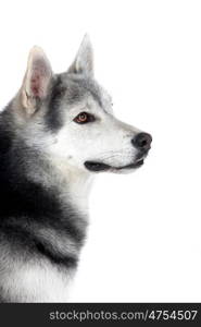 Portrait of a adult Siberian Husky dog isolated on a white background