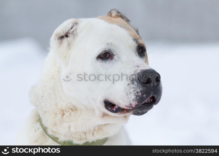 Portrait of a Alabai in winter