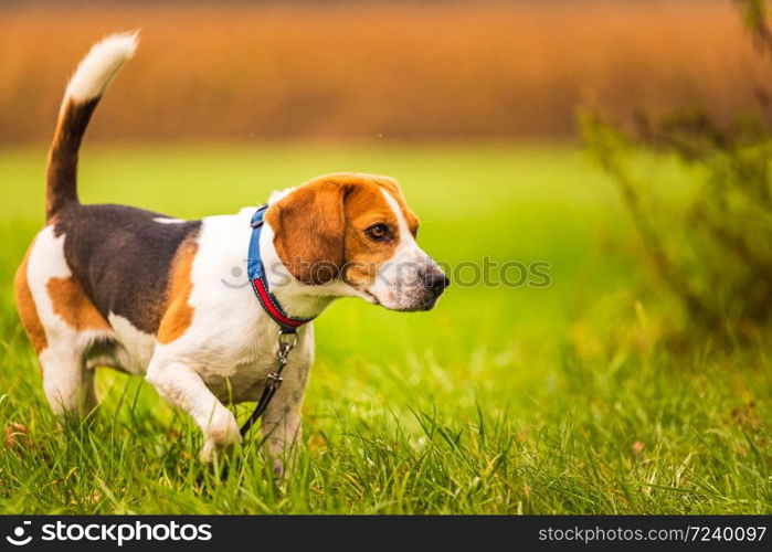Portrait of a Beagle dog on the background of a green field in the autumn after the rain while running like crazy. Beagle dog on the background of a green field in the autumn after the rain while running like crazy