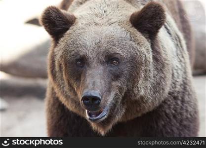 portrait of a beautiful brown bear outdoor