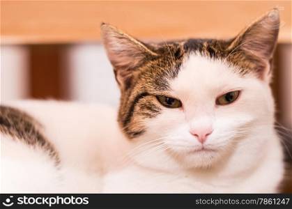 Portrait of a beautiful cat breed European