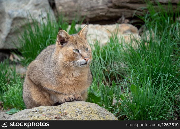 Portrait of a beautiful cat. Felis chaus on stones in the nature.