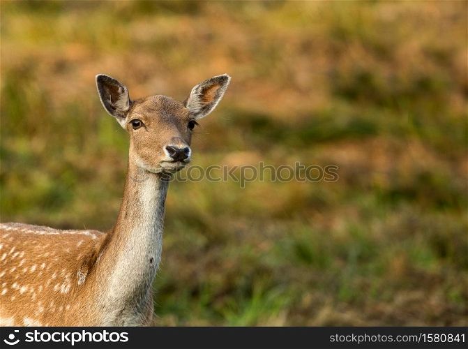 Portrait of a beautiful female fallow deer (Dama dama) in the morning light.Poland in autumn.Horizontal view.