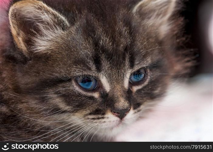 Portrait of a beautiful fluffy kitten close-up