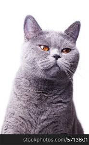 Portrait of a beautiful gray shorthair British cat with bright yellow eyes isolated on a white background