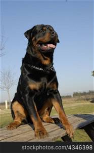 portrait of a beautiful purebred rottweiler: cute watching dog