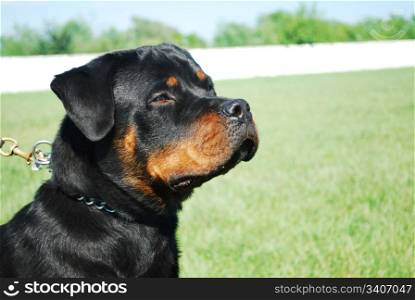 portrait of a beautiful purebred rottweiler with blue sky behind