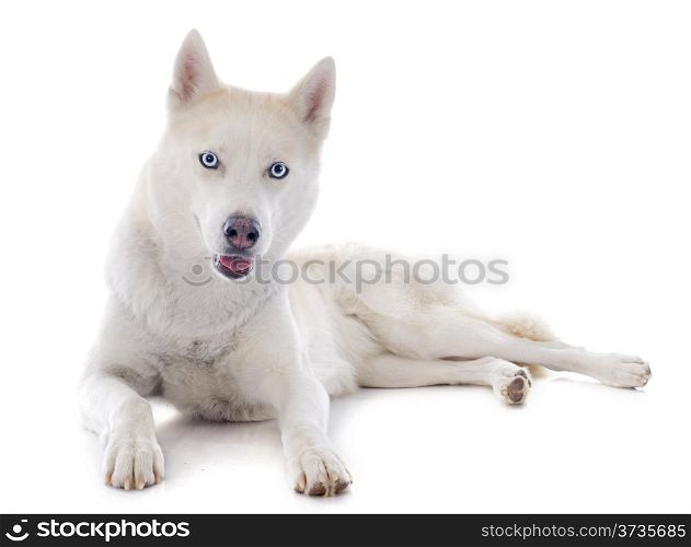 portrait of a beautiful purebred siberian husky