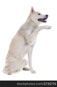 portrait of a beautiful purebred siberian husky