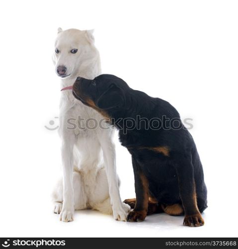 portrait of a beautiful purebred siberian husky and puppy rottweiler