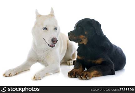 portrait of a beautiful purebred siberian husky and puppy rottweiler