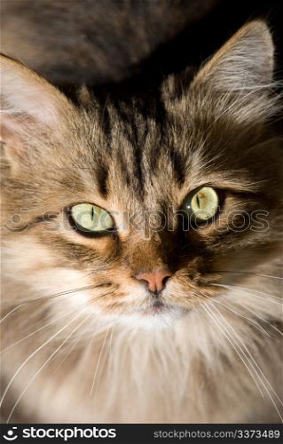 portrait of a beautiful Siberian cat