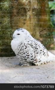 portrait of a beautiful snow owl. Bubo scandiacus.