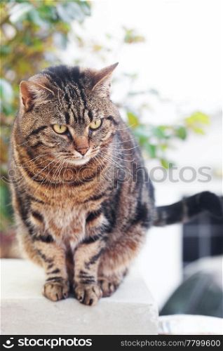 portrait of a beautiful striped cat outdoor