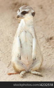 portrait of a beautiful suricata at the zoo