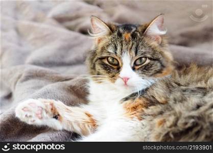 portrait of a beautiful tricolor cat lying on a plush blanket.