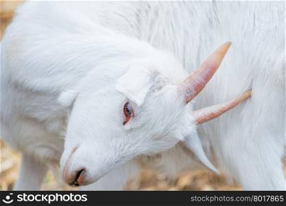 portrait of a beautiful white goat closeup