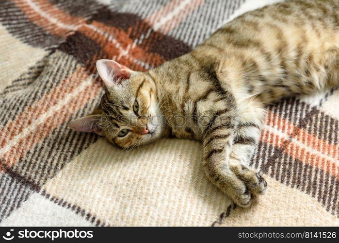 Portrait of a bengal kitten cat,Close up. Cat in the home interior. Portrait of a cute Bengal cat looking in camera, Close up