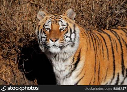 Portrait of a Bengal tiger  Panthera tigris bengalensis  in natural habitat, India 
