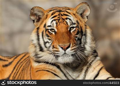 Portrait of a Bengal tiger (Panthera tigris bengalensis)&#xD;