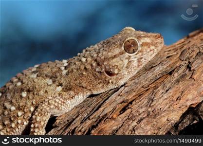 Portrait of a bibron gecko (Pachydactylus bibronii), Kalahari desert, South Africa