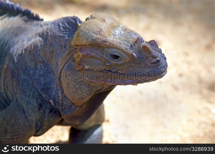Portrait of a big colorful Rhinoceros Iguana