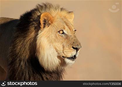 Portrait of a big male African lion (Panthera leo), Kalahari desert, South Africa. African lion portrait