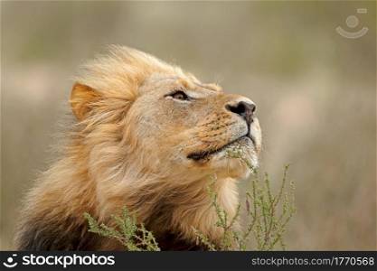 Portrait of a big male African lion (Panthera leo), Kalahari desert, South Africa