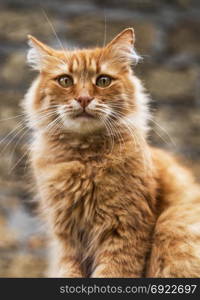 portrait of a big red cat looking at the camera