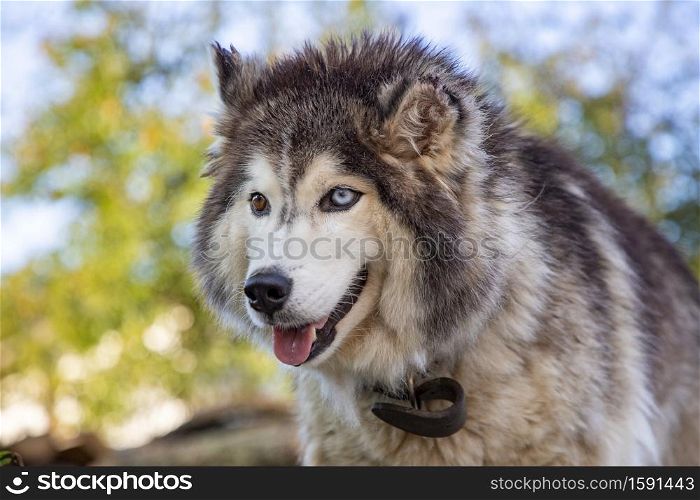 Portrait of a big siberian husky with different colored eyes