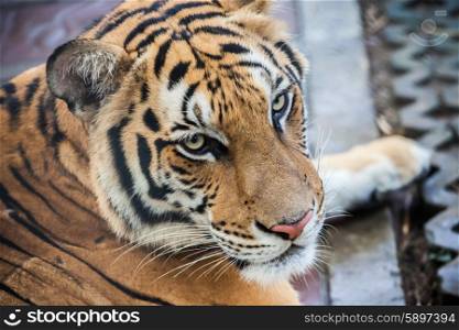 Portrait of a big tiger in Thailand