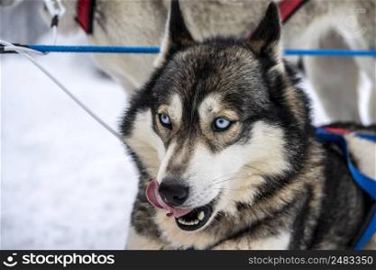 Portrait of  a bkue eyed Husky with the tongue out. Blue eyed Husky