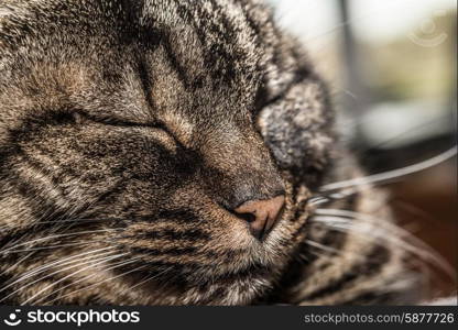 Portrait of a black and grey cat lying and resting comfortably at her home with her eyes closed.