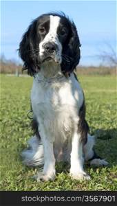 portrait of a black and white purebred cocker spaniel on a blue sky
