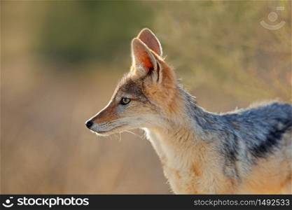 Portrait of a black-backed jackal (Canis mesomelas) in early morning light, Kalahari desert, South Africa