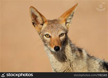 Portrait of a black-backed Jackal (Canis mesomelas), Kalahari desert, South Africa
