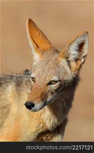 Portrait of a black-backed jackal (Canis mesomelas), Kalahari desert, South Africa