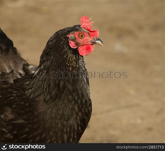 Portrait of a black chicken