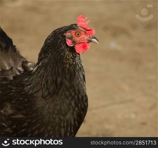 Portrait of a black chicken