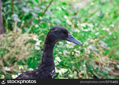 Portrait of a black duck at green background