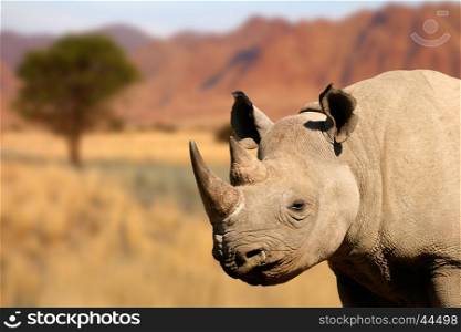 Portrait of a black (hooked-lipped) rhinoceros (Diceros bicornis)